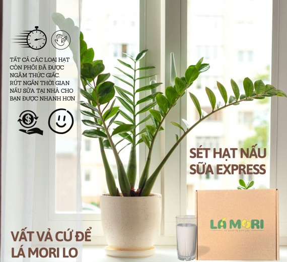 Sét Hạt Nấu Sữa Xpress