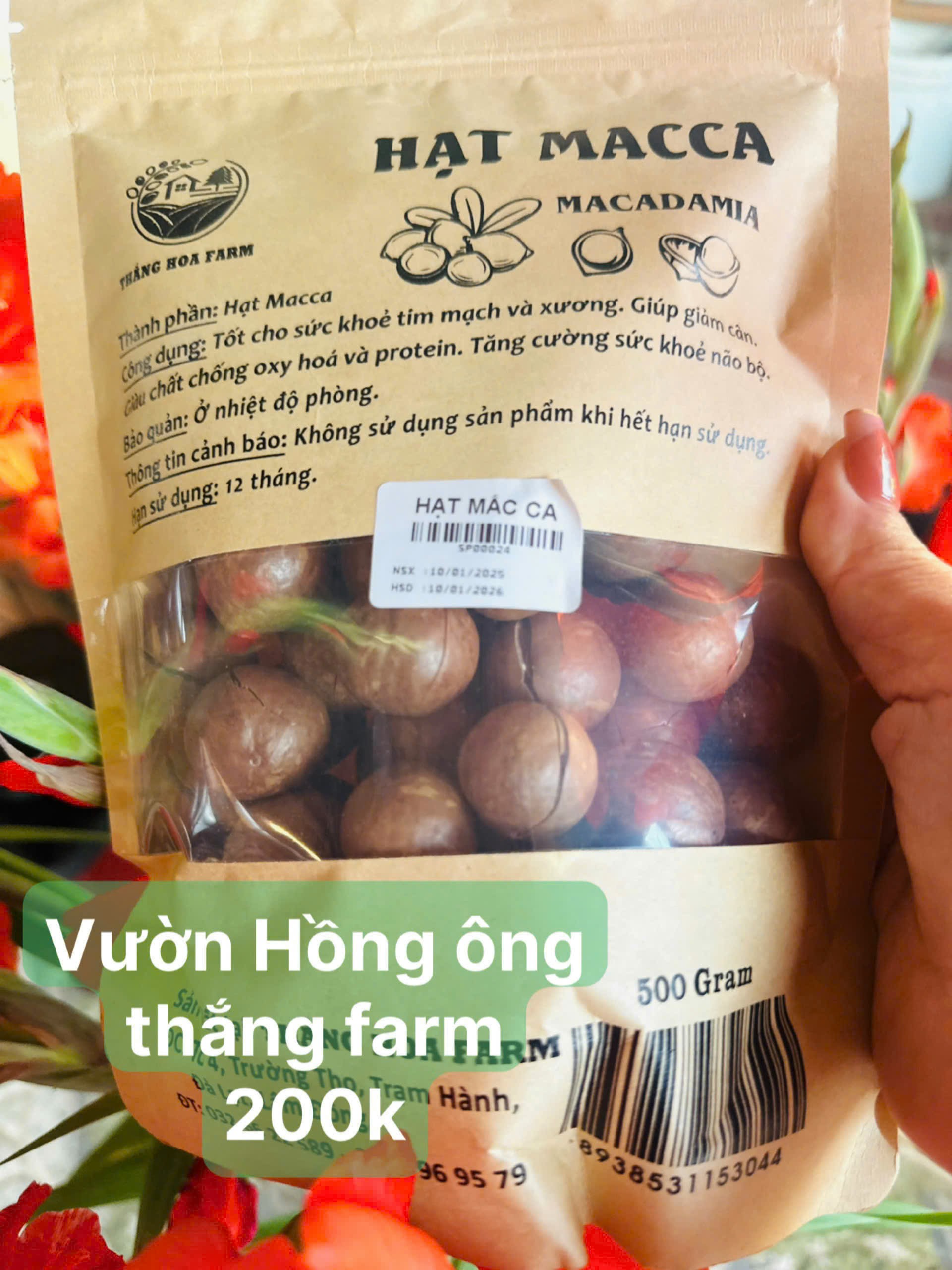 Hạt Macca - Ảnh 1